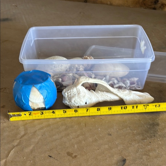 Assorted Seashell Collection - Picture 2 of 2